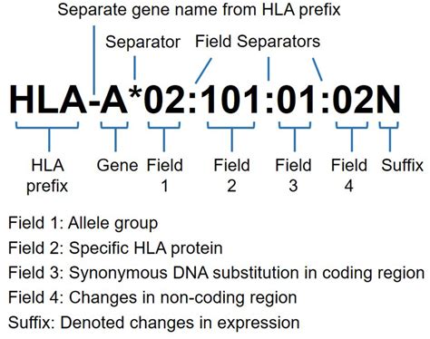 Hla And Disease Association - Captions Hunter