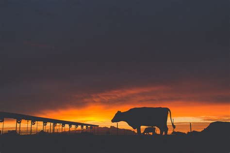 Cow-in-sunset - Dairy Management West