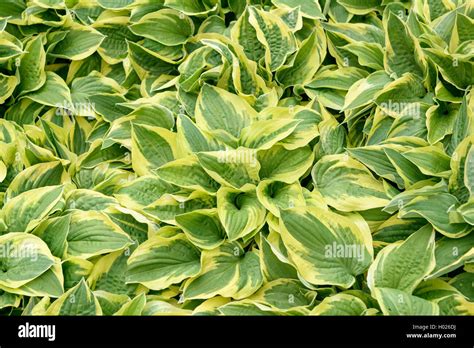 plantain lily (Hosta 'Wide Brim', Hosta Wide Brim), cultivar Wide Brim Stock Photo - Alamy