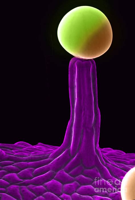 Cannabis Trichome, SEM Photograph by Ted Kinsman - Fine Art America