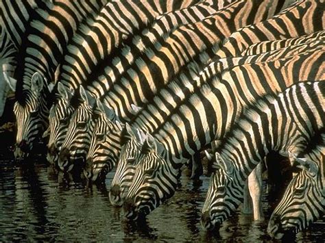 Zebra Facts - Animal Facts Encyclopedia