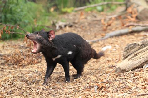 Carnivorous Mammals | Australian Wildlife Journeys