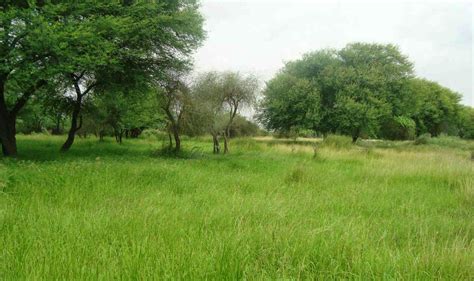 Banni Grasslands Reserve - Alchetron, the free social encyclopedia