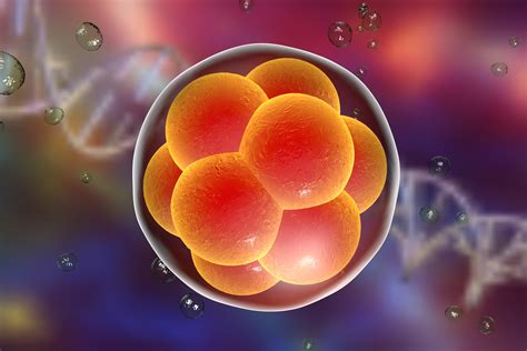 Human Embryos Developed through Early Post-Implantation Stages for First Time – Wales Healthcare