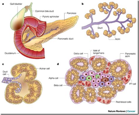 Structure of the pancrease - Medatrio