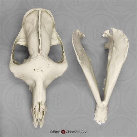 Arabian Camel, Dromedary Skull - Bone Clones - Osteological Reproductions