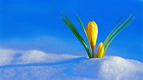 Yellow flowers under the cold snow -Winter and spring season