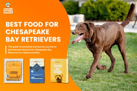 15 Best Dog Food For Chesapeake Bay Retrievers [For Every Need] - Canine Bible