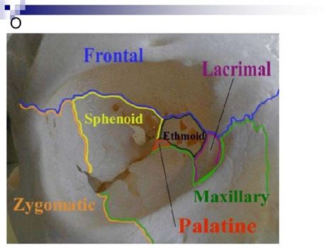 Anatomy of orbital cavity