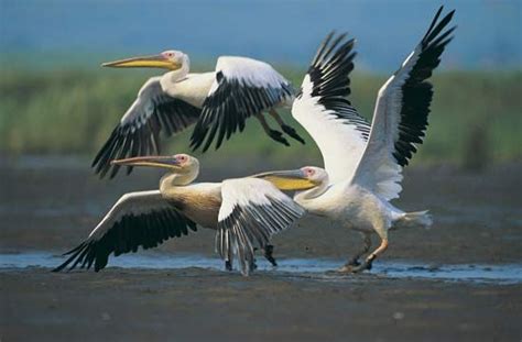 pelican | Taxonomy, Habitat, Description, & Facts | Britannica.com