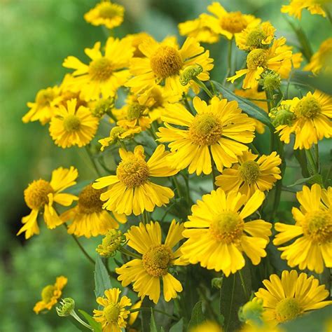 Helenium autumnale Mariachi™ 'Sombrero' | White Flower Farm