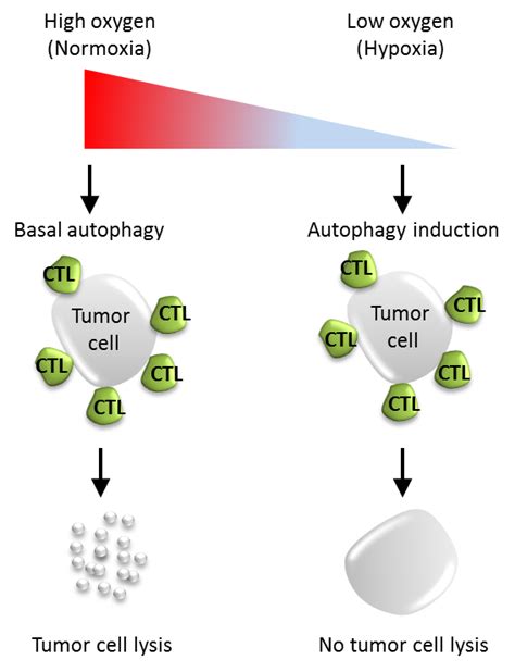 Role of Autophagy in Cancer and Tumor Progression | IntechOpen