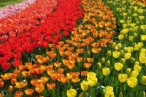 Đẹp nao lòng mùa hoa Tulip tại Hà Lan