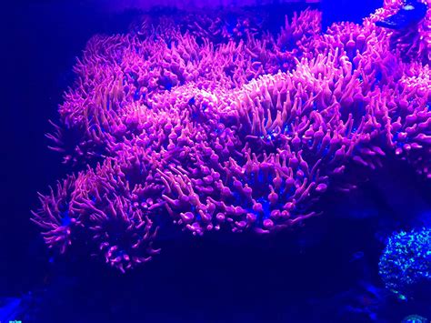 Pink Bubble Tip Anemone Coral Marine Fish Tan in B8 Birmingham für 35,00 £ zum Verkauf | Shpock DE