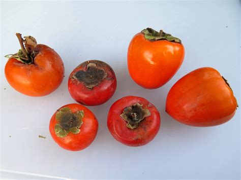 Louisiana Persimmons – Picturesque Photo Views