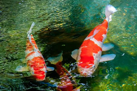 Japanese Garden With Koi Fish Stock Photo Download Image Now Pond, Koi Carp, Fish IStock ...