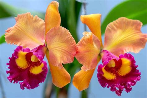 How to Grow and Care for Cattleya Orchids | Gardener’s Path