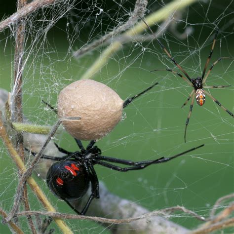 Arizona - Home To The Country's Most Dangerous Spiders! | Dangerous spiders, Spider, Spider control