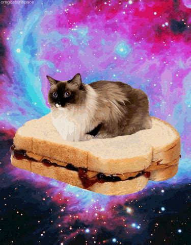 Peanut Butter And Jelly Cat GIF - Find & Share on GIPHY