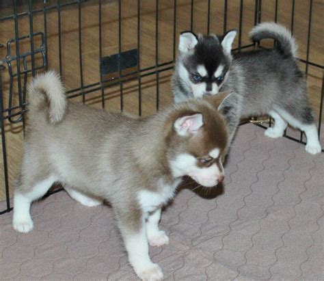 Alaskan Klee Kai Puppies For Sale | Sacramento, CA #152212