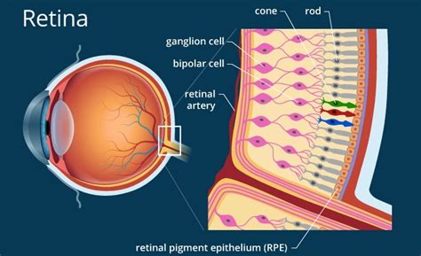 Pengertian Retina Mata, Letak, Fungsi, Bagian, Struktur Anatomi dan ...