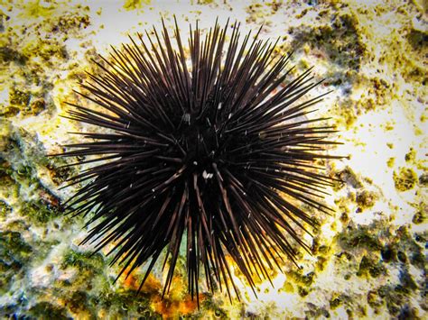 Pin on Animals | Sea urchin, Sea urchin pictures, Urchin