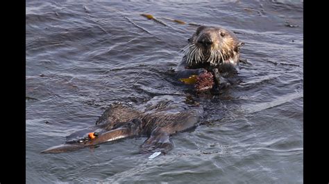 Sea Otter Behavior 101: Foraging, Part 1 - YouTube