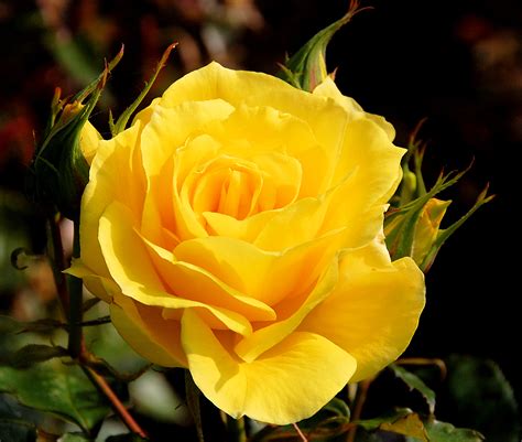 File:A Yellow Rose.jpg