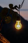 Image libre: Lustre, ampoule, câble, électricité, métal, plante, reflet