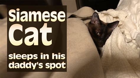 Siamese Cat sleeps in his daddy's spot - YouTube