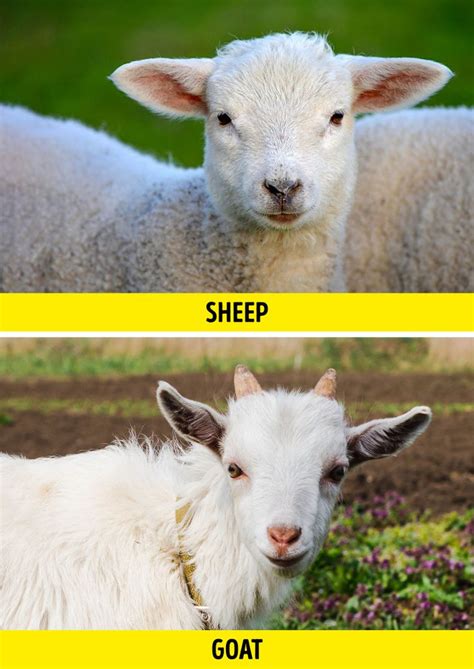 10+ Pairs of Animals That Are Almost Identical (and How to Not Confuse Them) / Bright Side