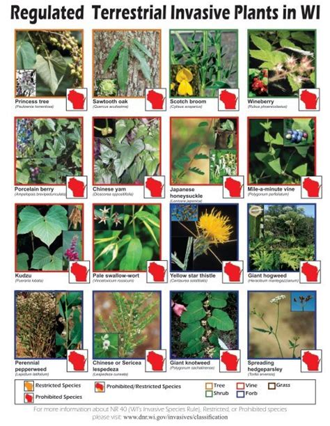 Wisconsin Invasive Plant List