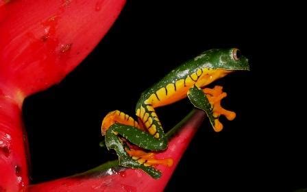 The Amazon Rainforest Amphibians & Reptiles: Yasuni Biosphere Reserve.