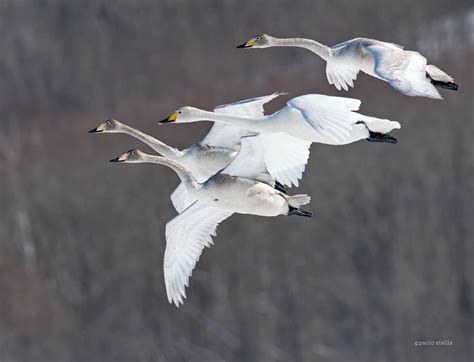 cigni in volo | JuzaPhoto