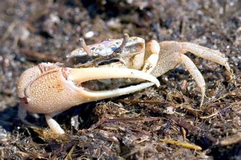 Fiddler Crab – "OCEAN TREASURES" Memorial Library