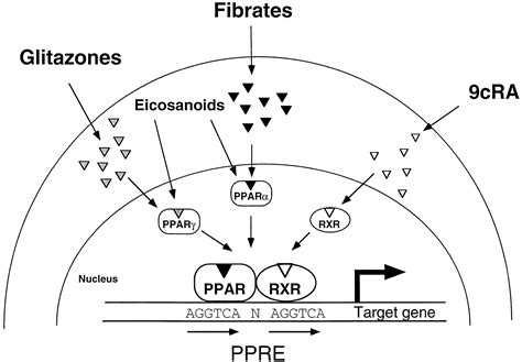 Fenofibrate Mechanism Of Action - slideshare