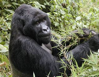 Mountain Gorilla Facts | Endangered Animals