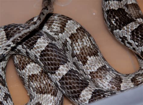 Corn Snake- Anery het hypo amel pair, breeding, pattern | Flickr