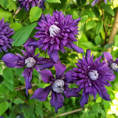 Buy Clematis Kokonoe 9cm Plant Online | Marshalls