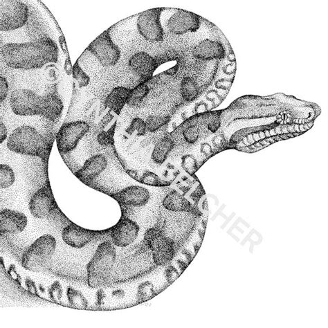 Items similar to ANACONDA, Pen and Ink Drawing, Print Signed and ...