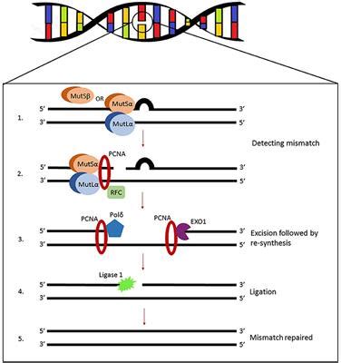 Frontiers | Mismatch Repair Pathway, Genome Stability and Cancer