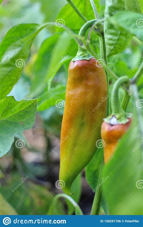 Bell Pepper on a Plant Ready To Harvest Stock Photo - Image of bell ...