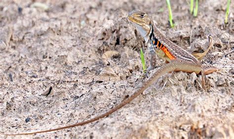 INDO-MALAYAN Tropical & Subtropical Dry (Deciduous) Forest reptiles