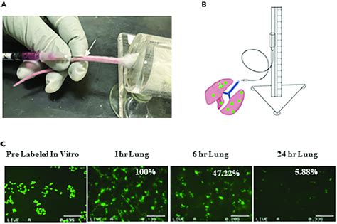 Diagram of the single-cell imaging system to track the survival of ...