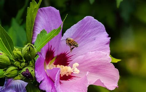 Bee Violet Hibiscus Pollination - Free photo on Pixabay - Pixabay