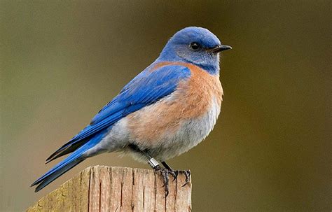 Western Bluebirds Sing Like Their Neighbors, Not Necessarily Like Their ...