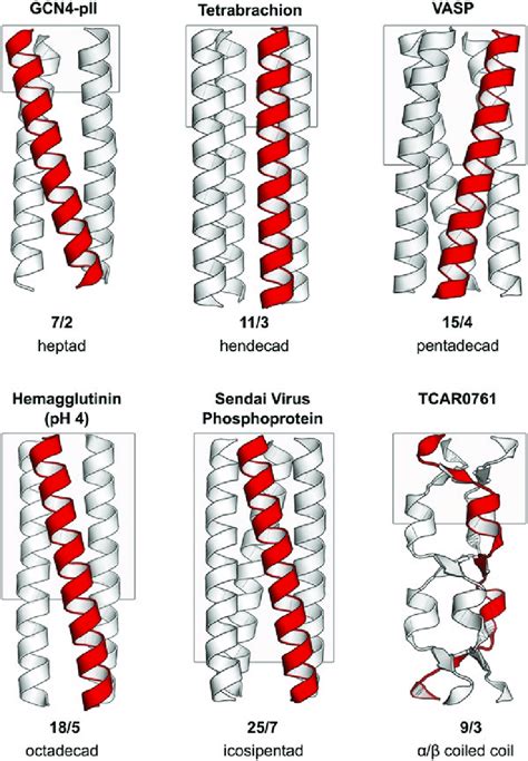 5 Coiled coil structures with different periodicities. Top row: The... | Download Scientific Diagram