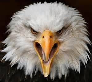 Angry Bald Eagle Head | Bald eagle, Eagles, Animal close up