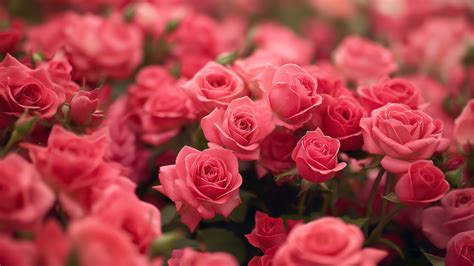 Roses Wallpaper (Pink flowers, Floral) #5346