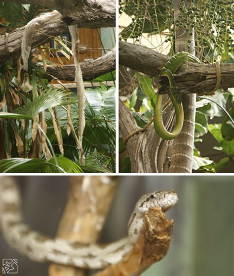 Edisto Island Serpentarium | A Post in Pictures - In The Next 30 Days | Edisto island, Island ...